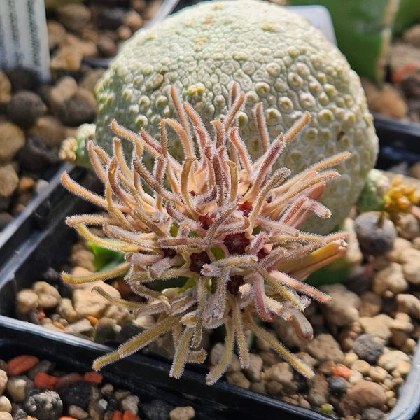 Pseudolithos cubiformis